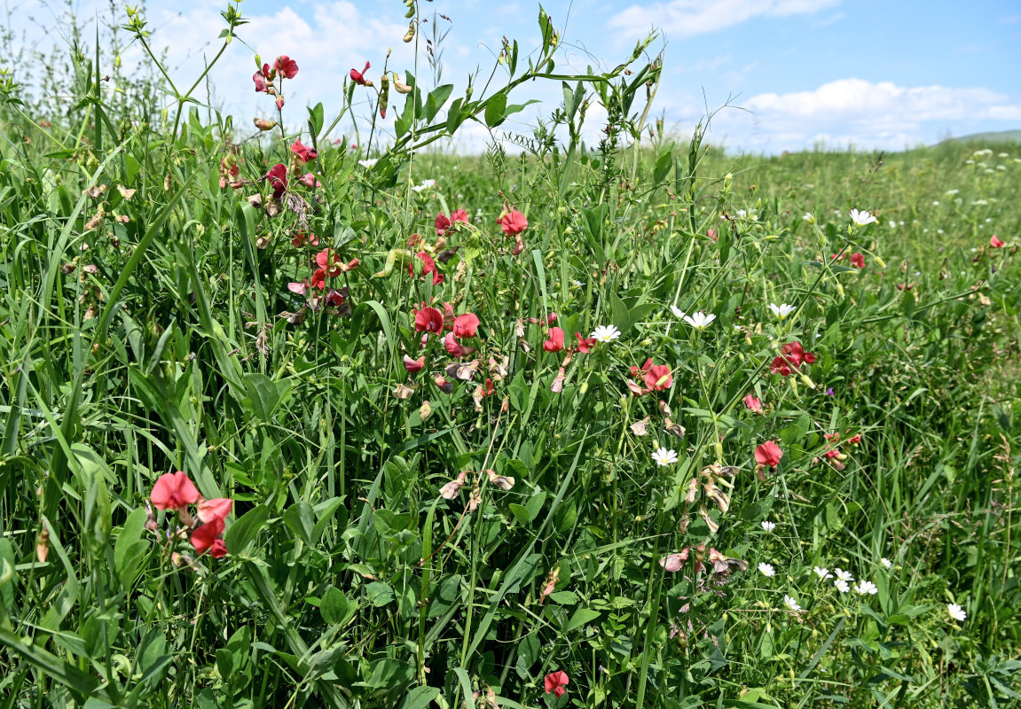 Изображение особи Lathyrus miniatus.