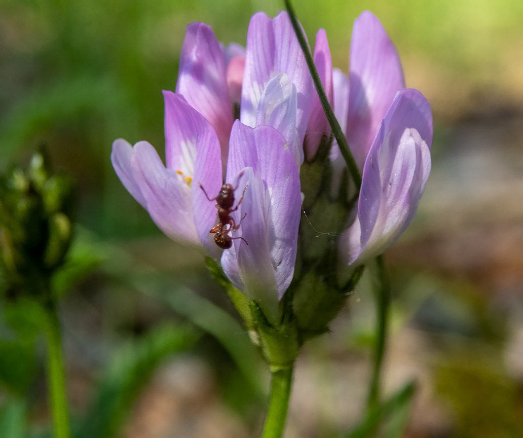 Image of Astragalus danicus specimen.