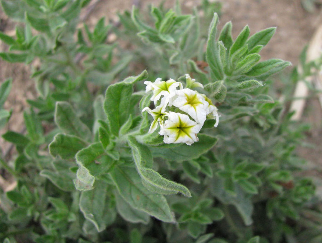 Image of Argusia sibirica specimen.