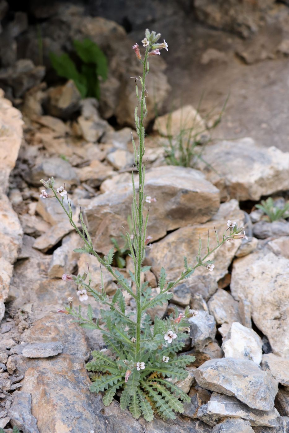 Image of Parrya tschimganica specimen.