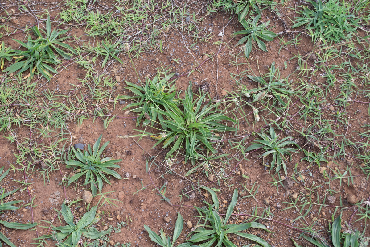 Image of Plantago lanceolata specimen.