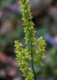 Veratrum lobelianum. Часть соцветия. Красноярский край, Таймырский Долгано-Ненецкий р-н, плато Путорана, устье р. Кутарамакан, смешанный лес. 26.07.2023.