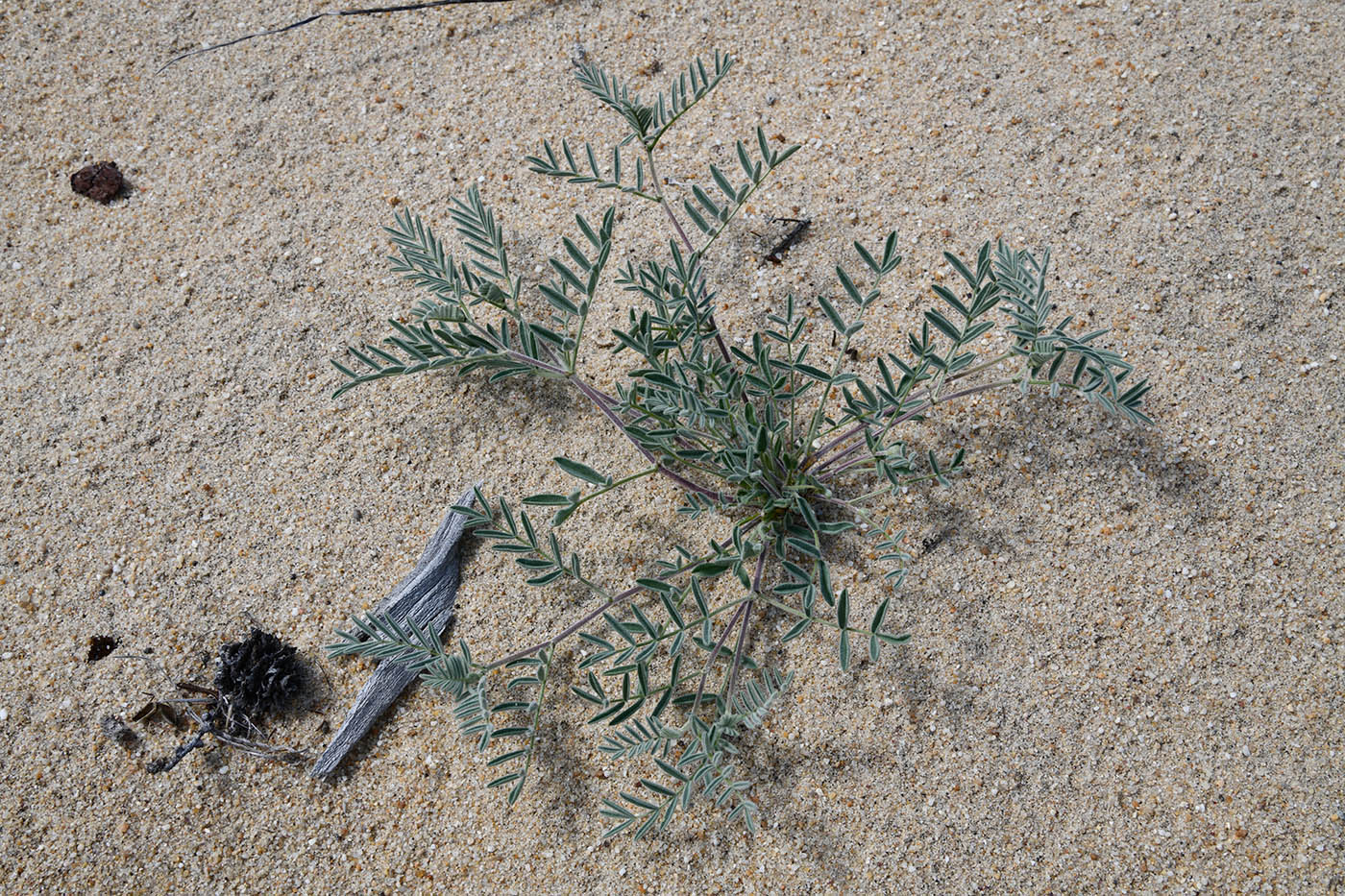 Изображение особи Astragalus olchonensis.