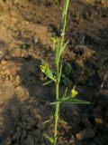 Sisymbrium officinale