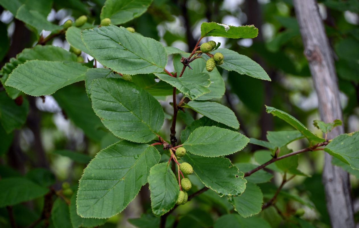 Изображение особи Duschekia fruticosa.