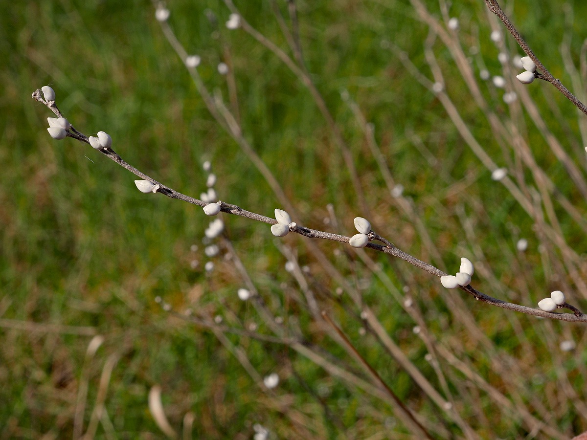 Image of Lithospermum officinale specimen.