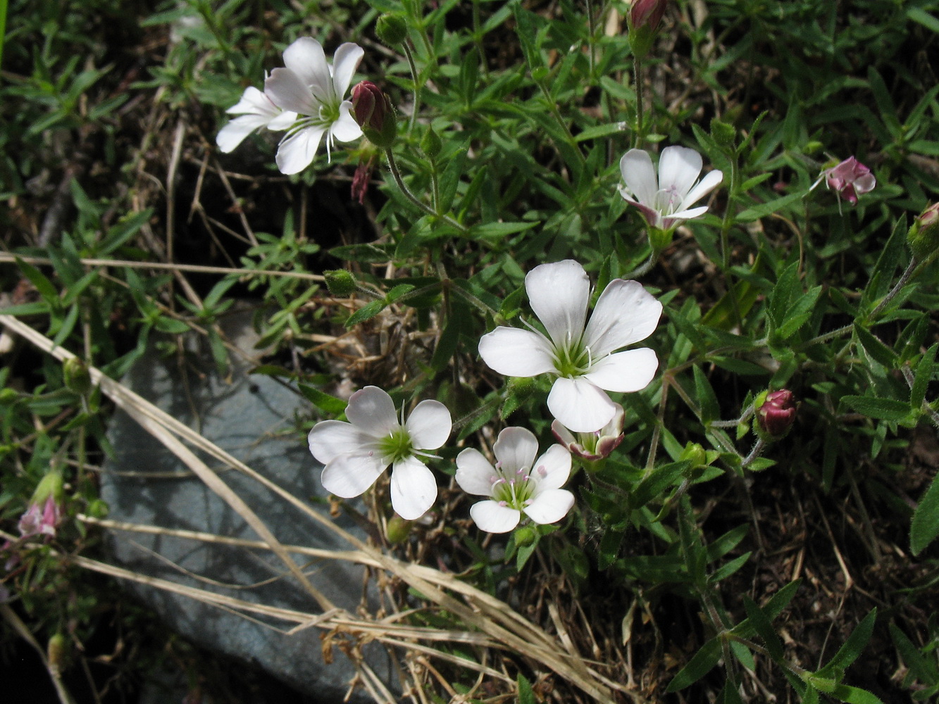 Image of Gypsophila sericea specimen.