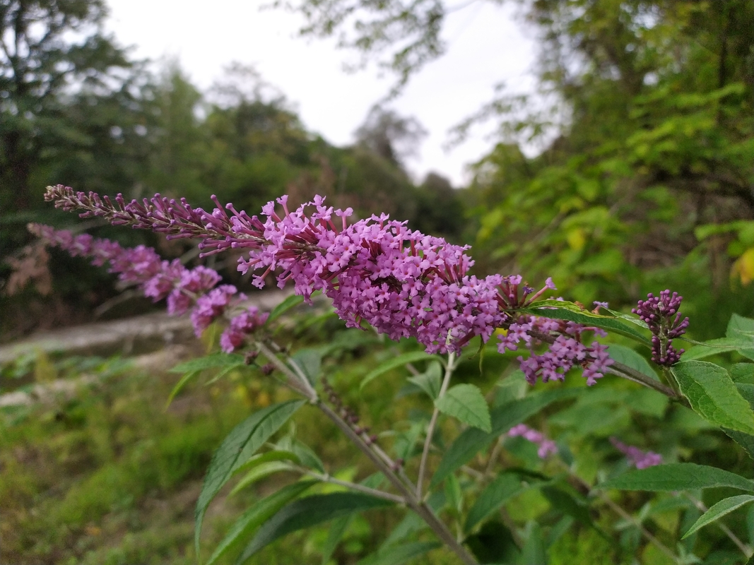 Image of Buddleja davidii specimen.