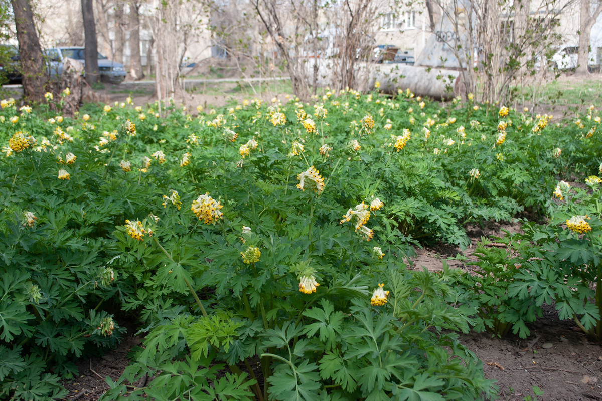 Изображение особи Corydalis nobilis.