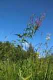 Veronica longifolia