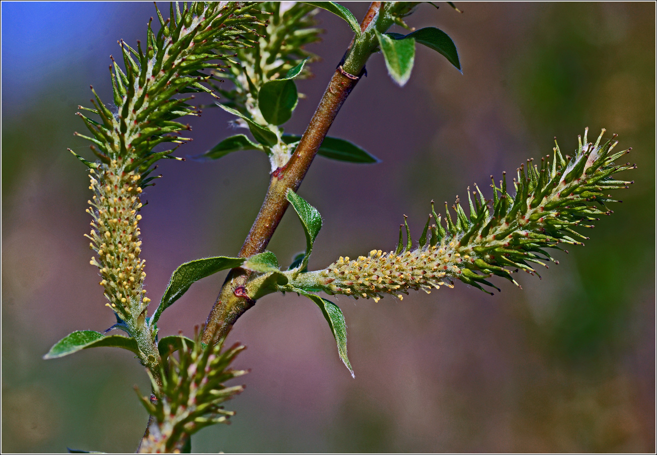 Image of genus Salix specimen.