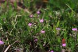 Spergularia rubra