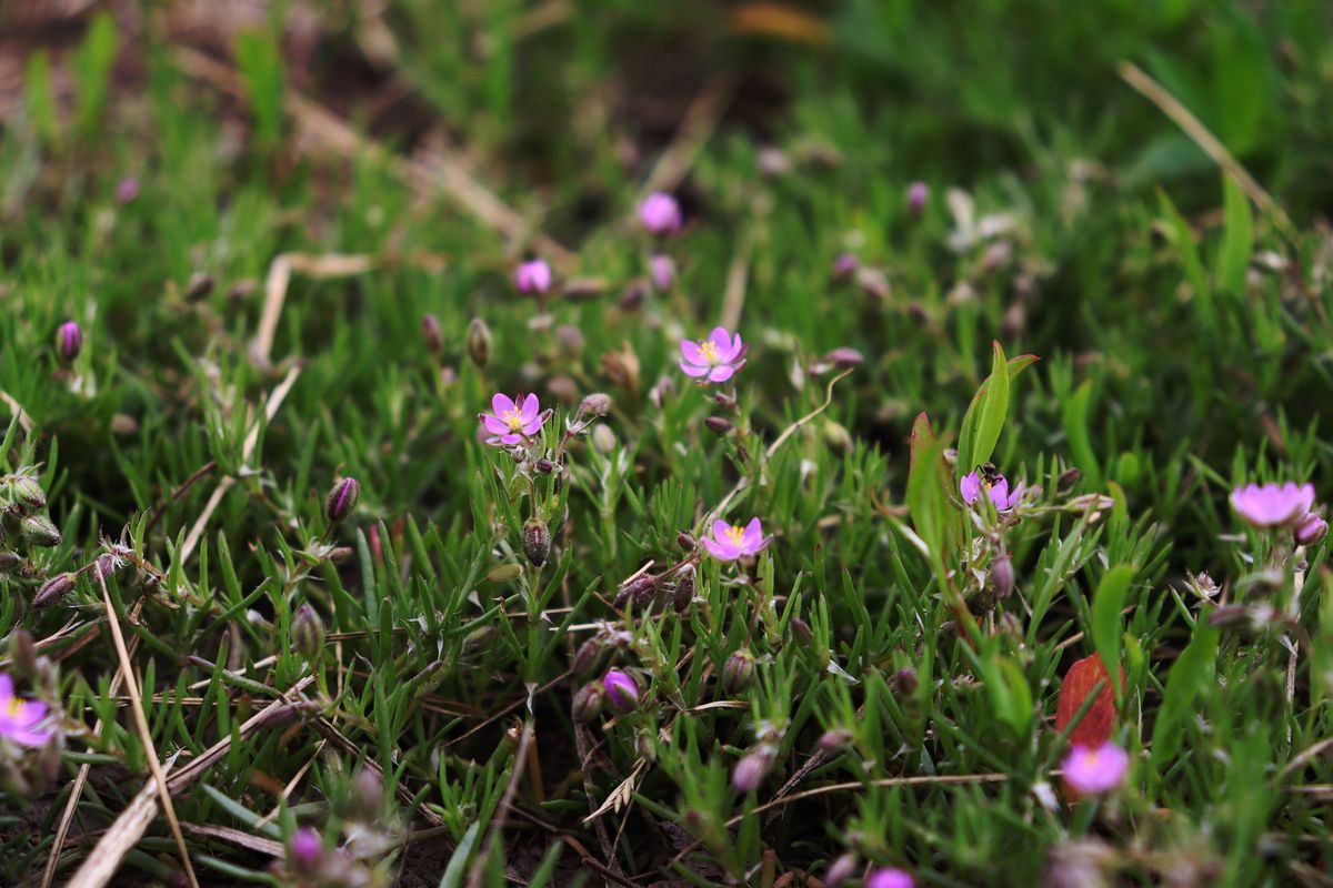 Image of Spergularia rubra specimen.