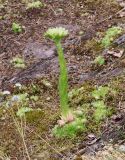 Смотреть изображение Jovibarba globifera