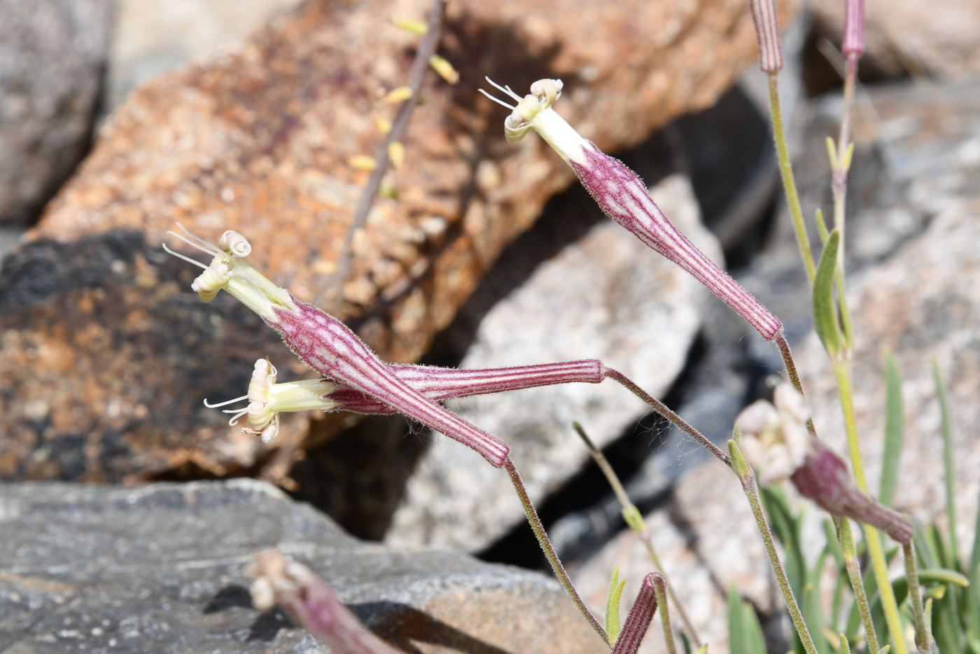 Image of Silene guntensis specimen.