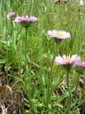 Erigeron altaicus. Цветущее растение. Восточный Казахстан, Южный Алтай, хр. Сарымсакты, пер. Бурхат, ≈ 2100 м н.у.м., горный тундровый луг. 4 июля 2024 г.