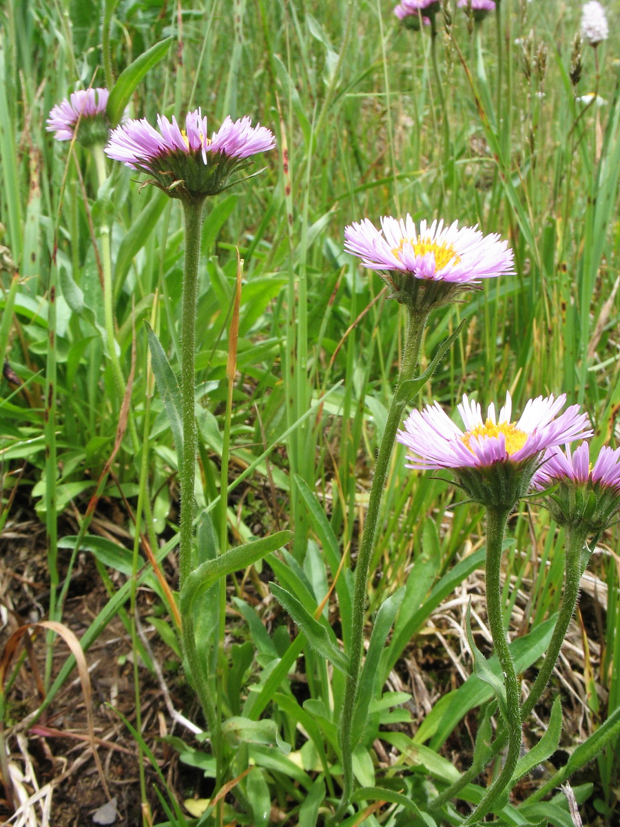 Изображение особи Erigeron altaicus.