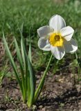 genus Narcissus