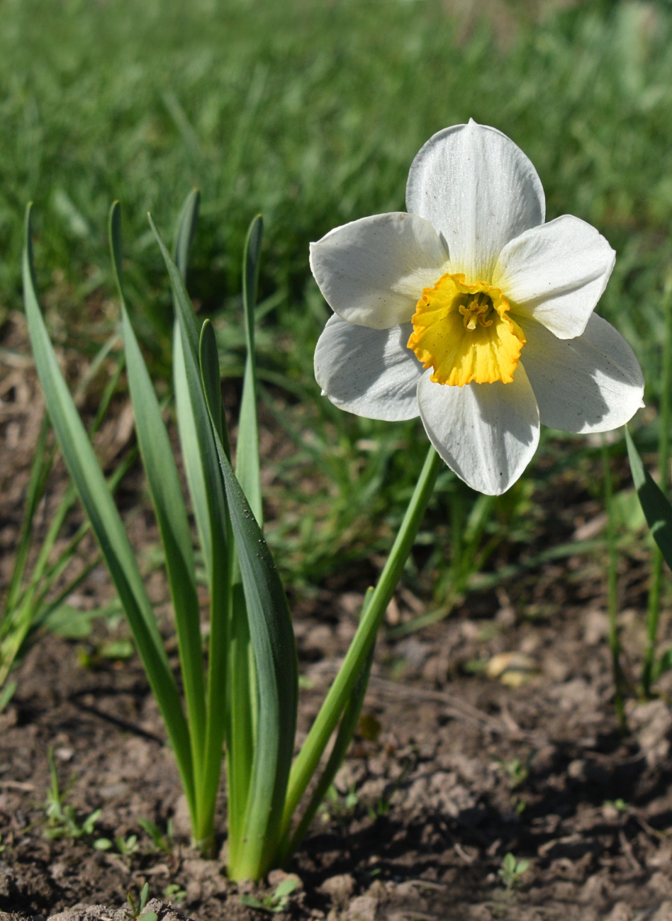 Изображение особи род Narcissus.