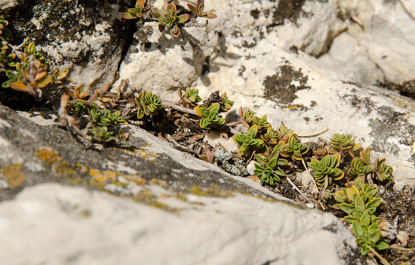 Image of Thymus zheguliensis specimen.