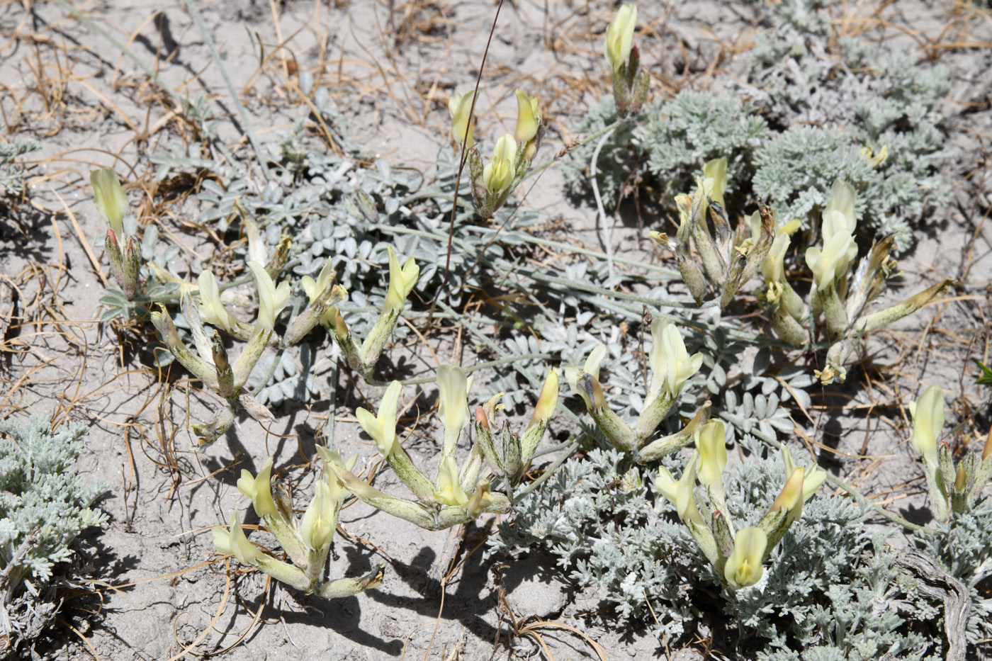 Изображение особи род Astragalus.