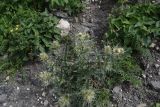 Cirsium echinus. Цветущее растение. Чечня, Шаройский р-н, долина р. Кенхи, ур. Хилиди, обочина грунтовой дороги. 24 июня 2024 г.