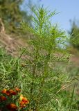 Cosmos bipinnatus