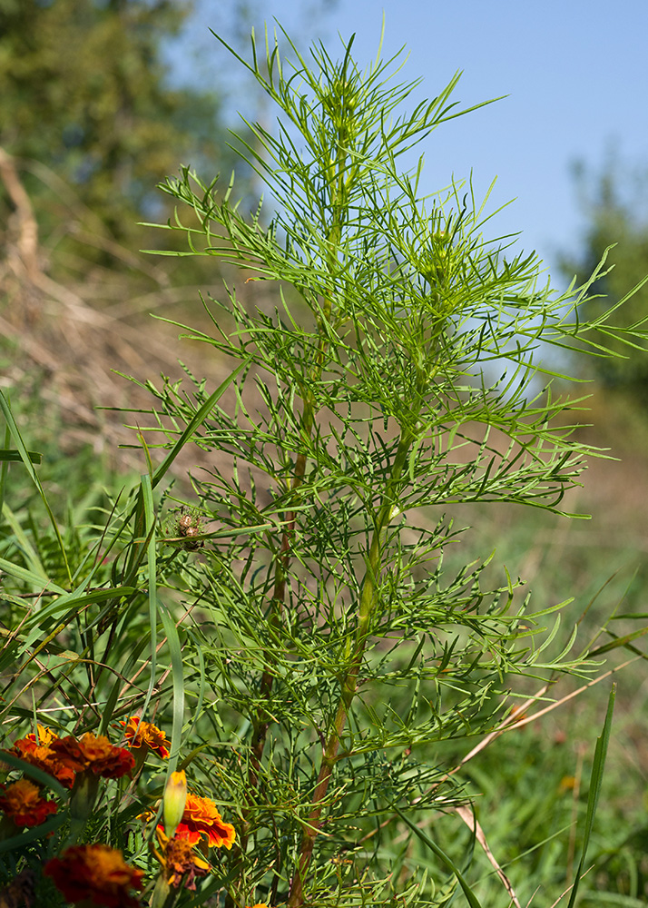 Image of Cosmos bipinnatus specimen.