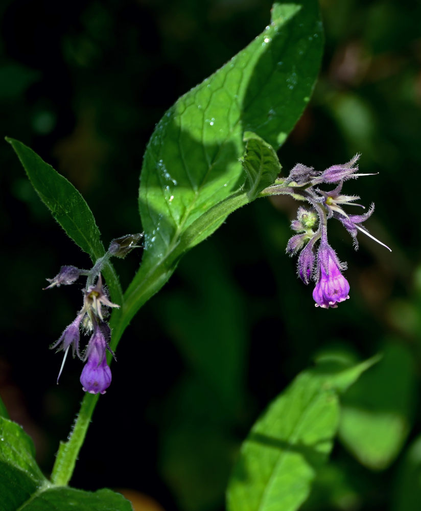 Изображение особи Symphytum officinale.