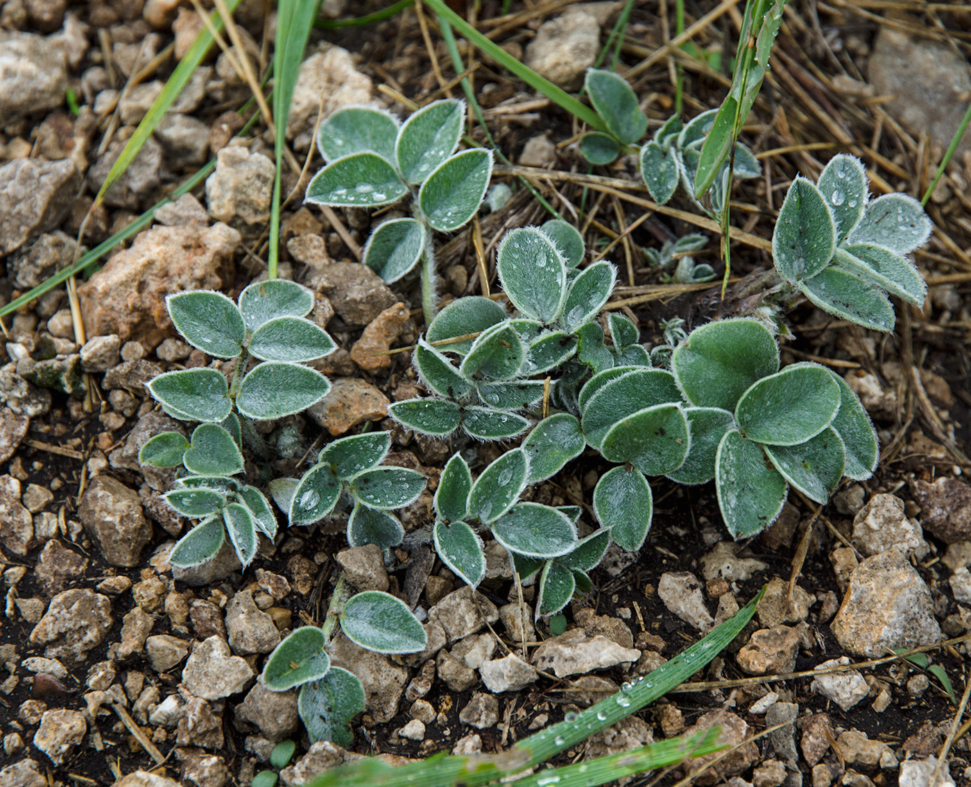 Image of Hedysarum grandiflorum specimen.