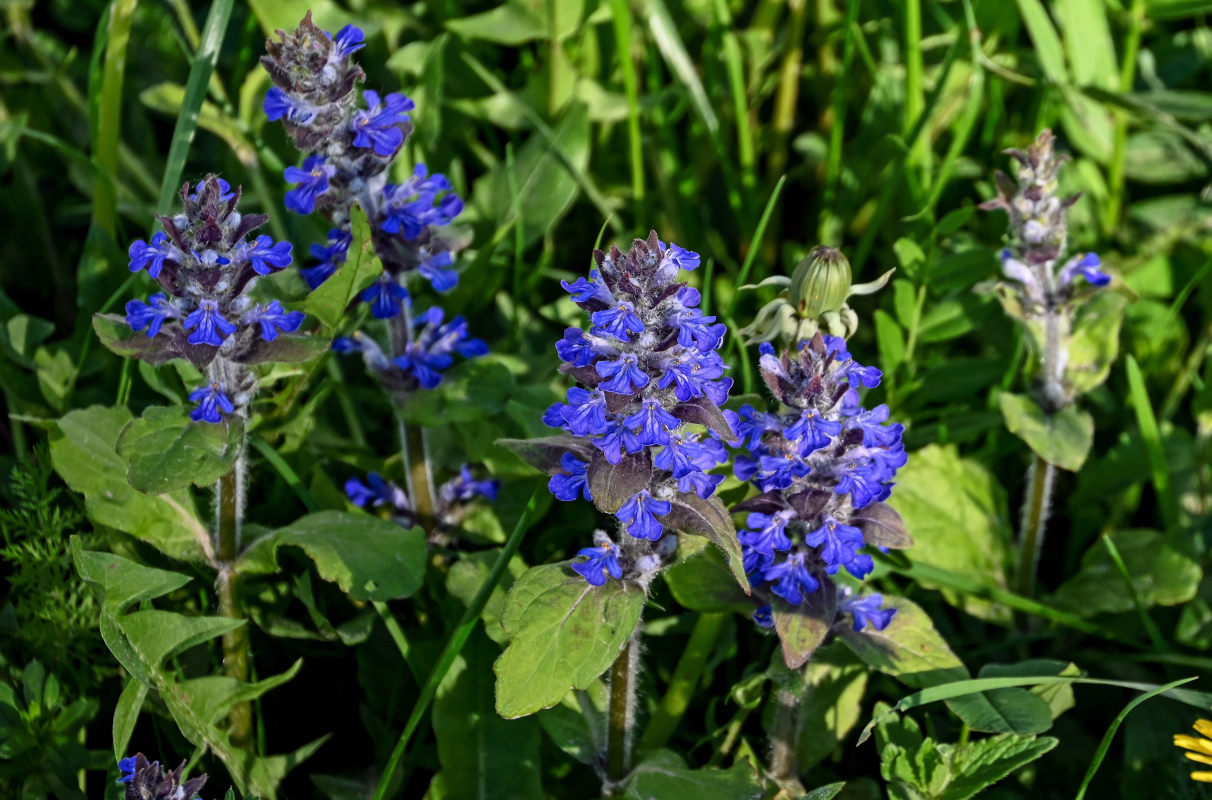 Image of Ajuga reptans specimen.