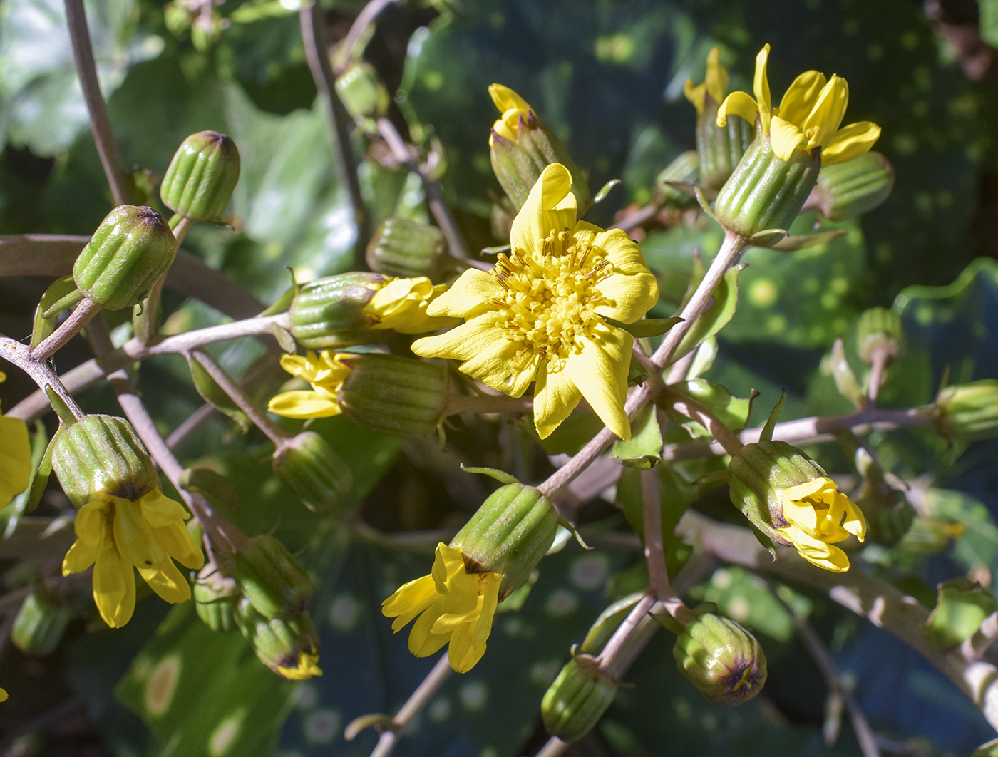 Изображение особи Farfugium japonicum.