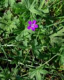 Geranium palustre. Верхушка цветущего растения. Московская обл., Дмитровский гор. округ, дол. р. Волгуша, опушка смешанного леса. 31.08.2024.