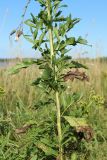 Cirsium arvense