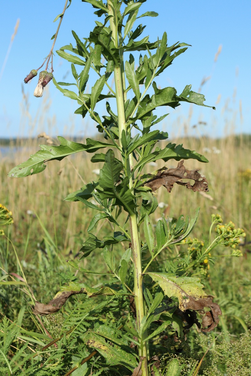 Изображение особи Cirsium arvense.