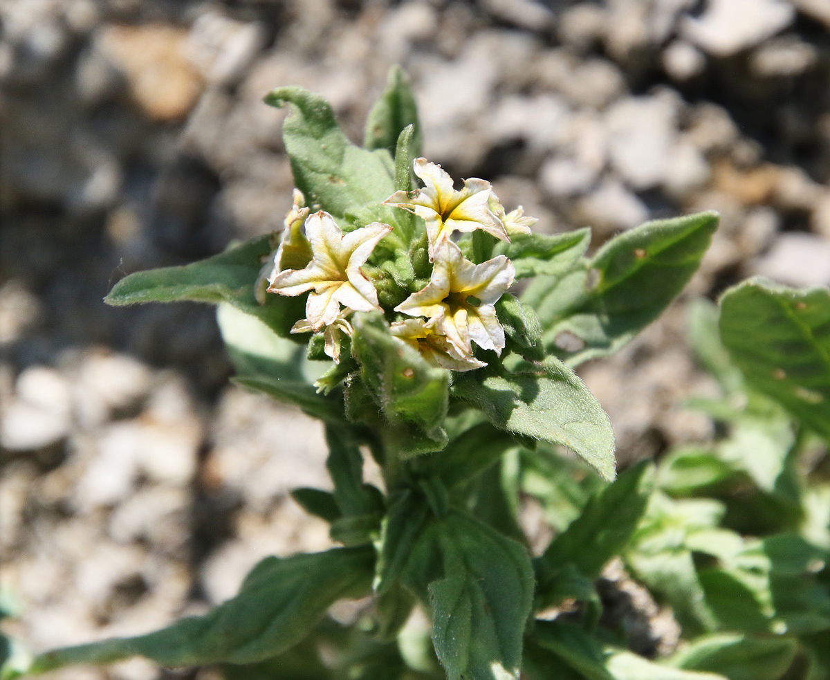 Image of Argusia sibirica specimen.