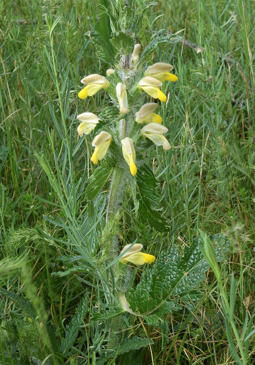 Изображение особи Phlomoides labiosa.