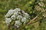 Ostericum maximowiczii. Соцветие с кормящейся осой и часть соплодия. Приморский край, Шкотовский р-н, с. Новонежино, луг. 09.09.2022.