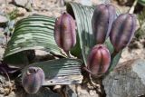 Tulipa regelii. Плоды. Казахстан, Алматинская обл., Чу-Илийские горы, уроч. Тамгалы, щебнистый склон южной экспозиции. 3 мая 2024 г.