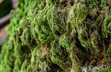 View full-size image Thamnobryum alopecurum