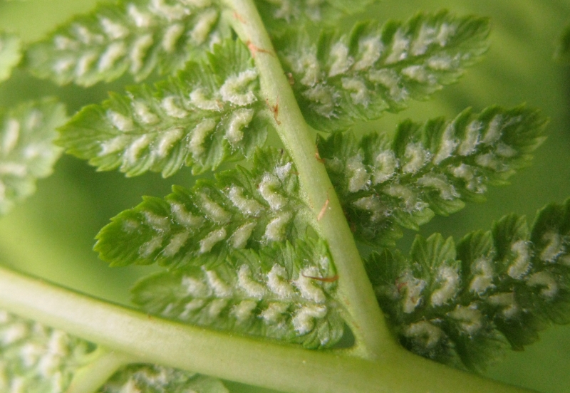 Image of Athyrium filix-femina specimen.