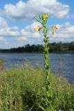View full-size image Oenothera biennis