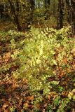 View full-size image Fraxinus excelsior
