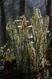 Lycopodium annotinum. Спороносящие и вегетативные побеги. Южное побережье оз. Байкал, окр. пос. Танхой, Байкальский заповедник. 17.05.2008.