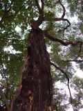 View full-size image Salix euxina