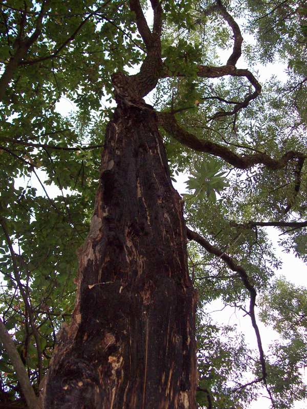 Image of Salix euxina specimen.