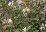 View full-size image Daphne gnidioides