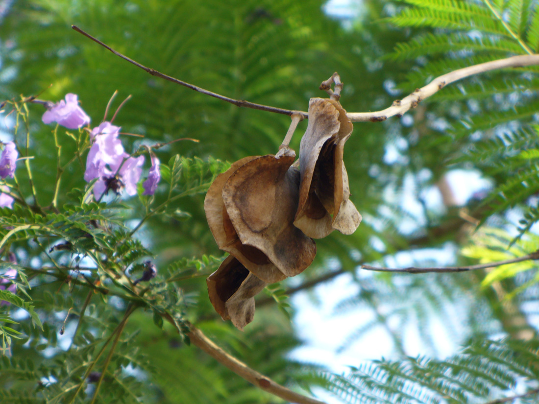 Image of Jacaranda mimosifolia specimen.