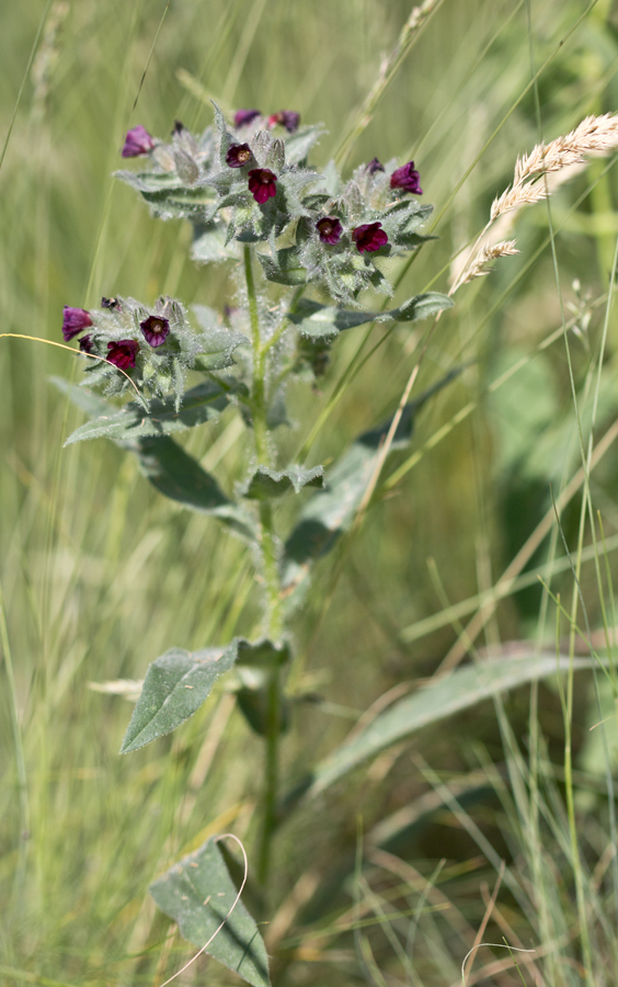 Image of Nonea rossica specimen.