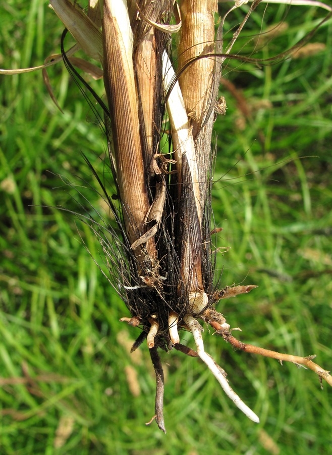 Image of Carex vulpina specimen.